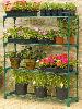 GREENHOUSES - Shelving